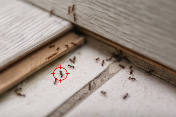 Best Wasp Removal Services  in Pinehurst, ID
