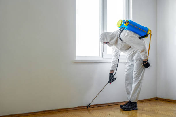 Best Termite Control Services  in Pinehurst, ID