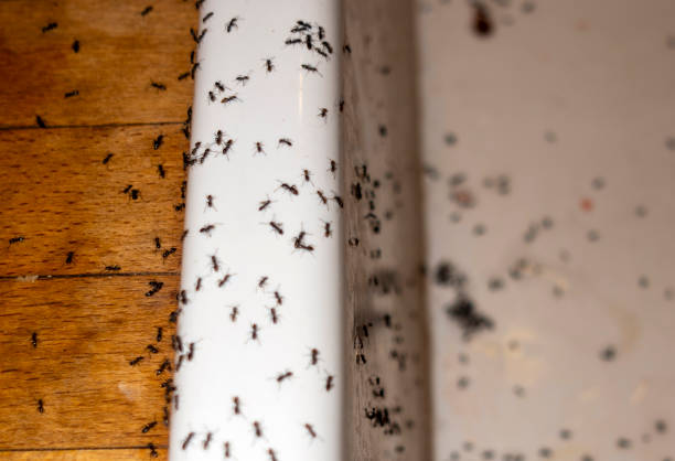 Best Rat Extermination Near Me  in Pinehurst, ID