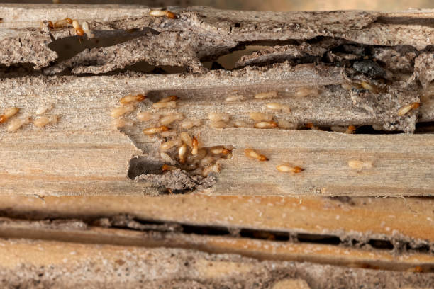 Best Best Pest Control Near Me  in Pinehurst, ID
