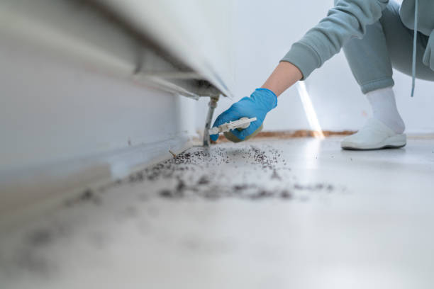 Best Affordable Pest Control Services  in Pinehurst, ID